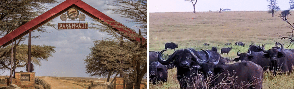 Cilla Travel, The Roof of Africa And the Roots of Civilization, Serengeti, cape buffalo
